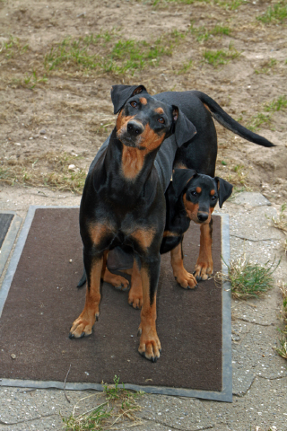 Hope und Mama Queen, 11.08.13